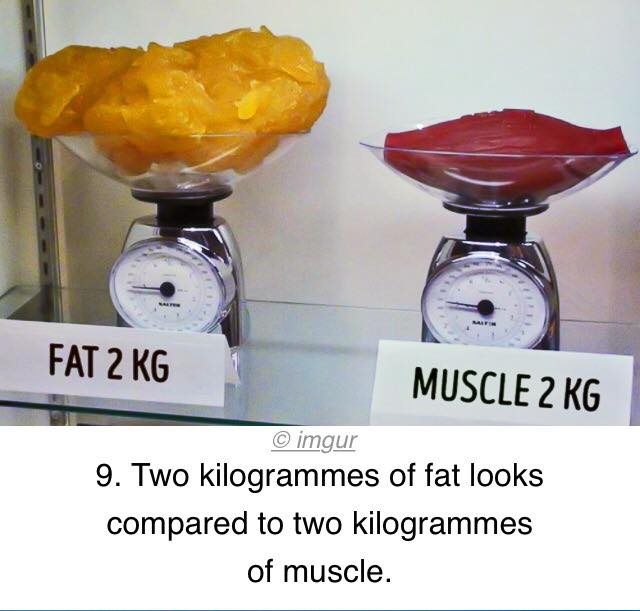 Perbedaan berat lemak vs otot
