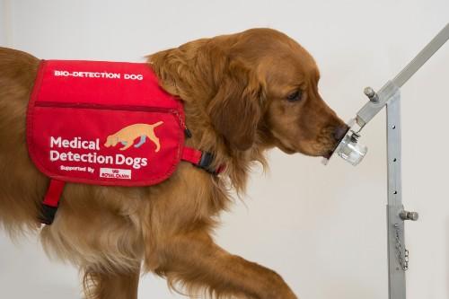 A dog wearing a medical device

AI-generated content may be incorrect.