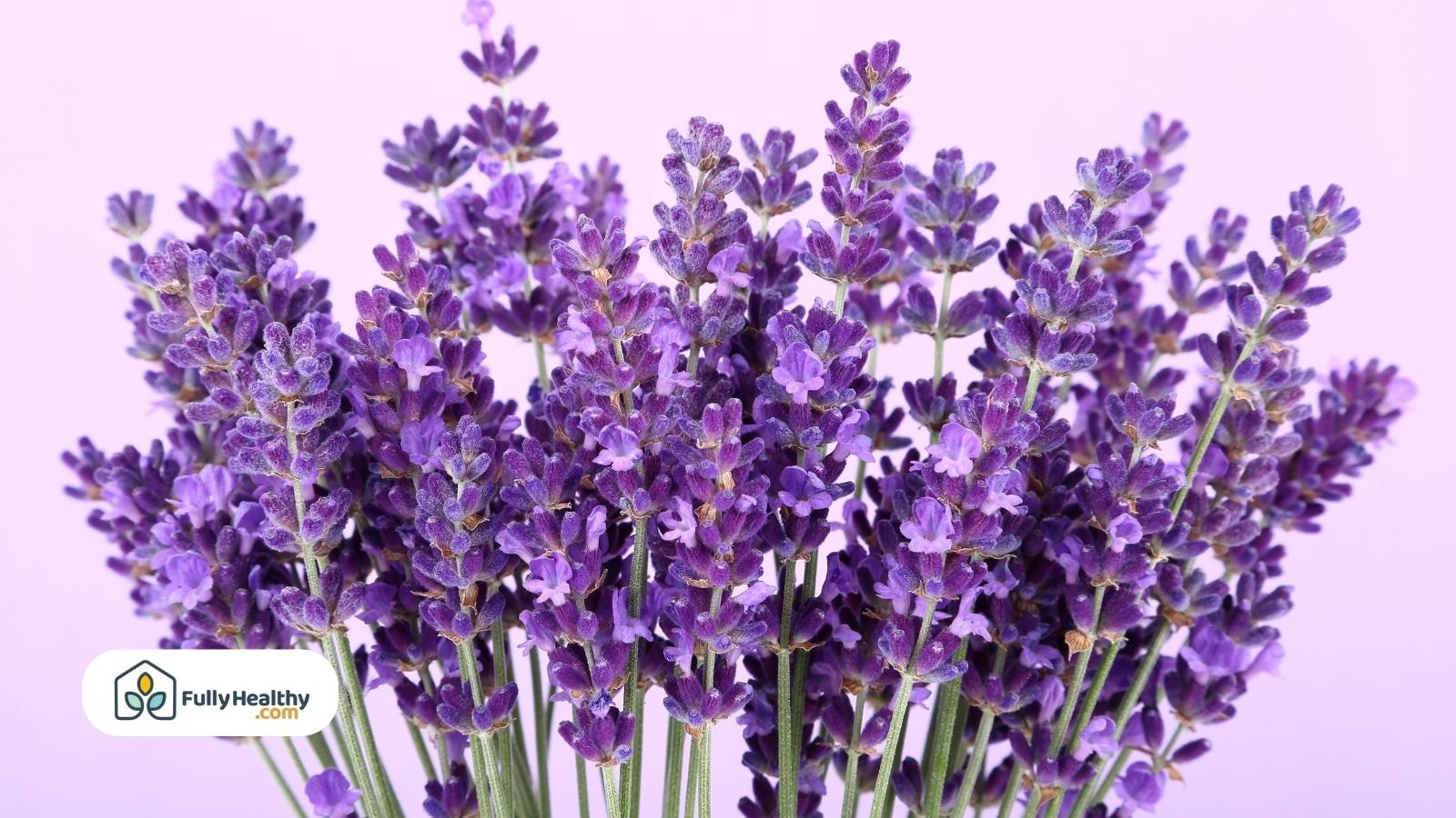 Fresh lavender bouquet against a soft pink background with logo