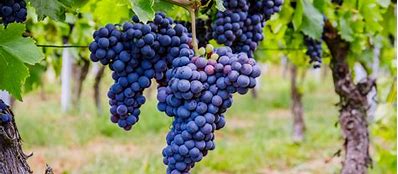 green color leaves with black color grapes
