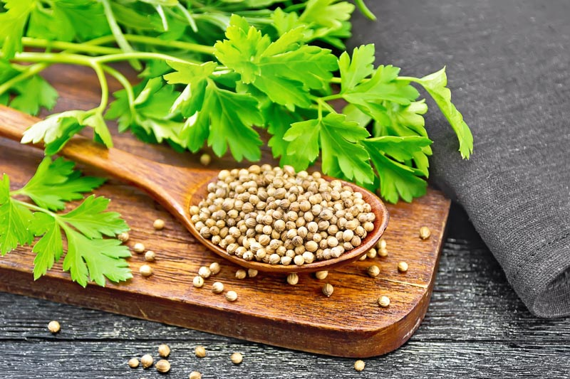 Cilantro seeds