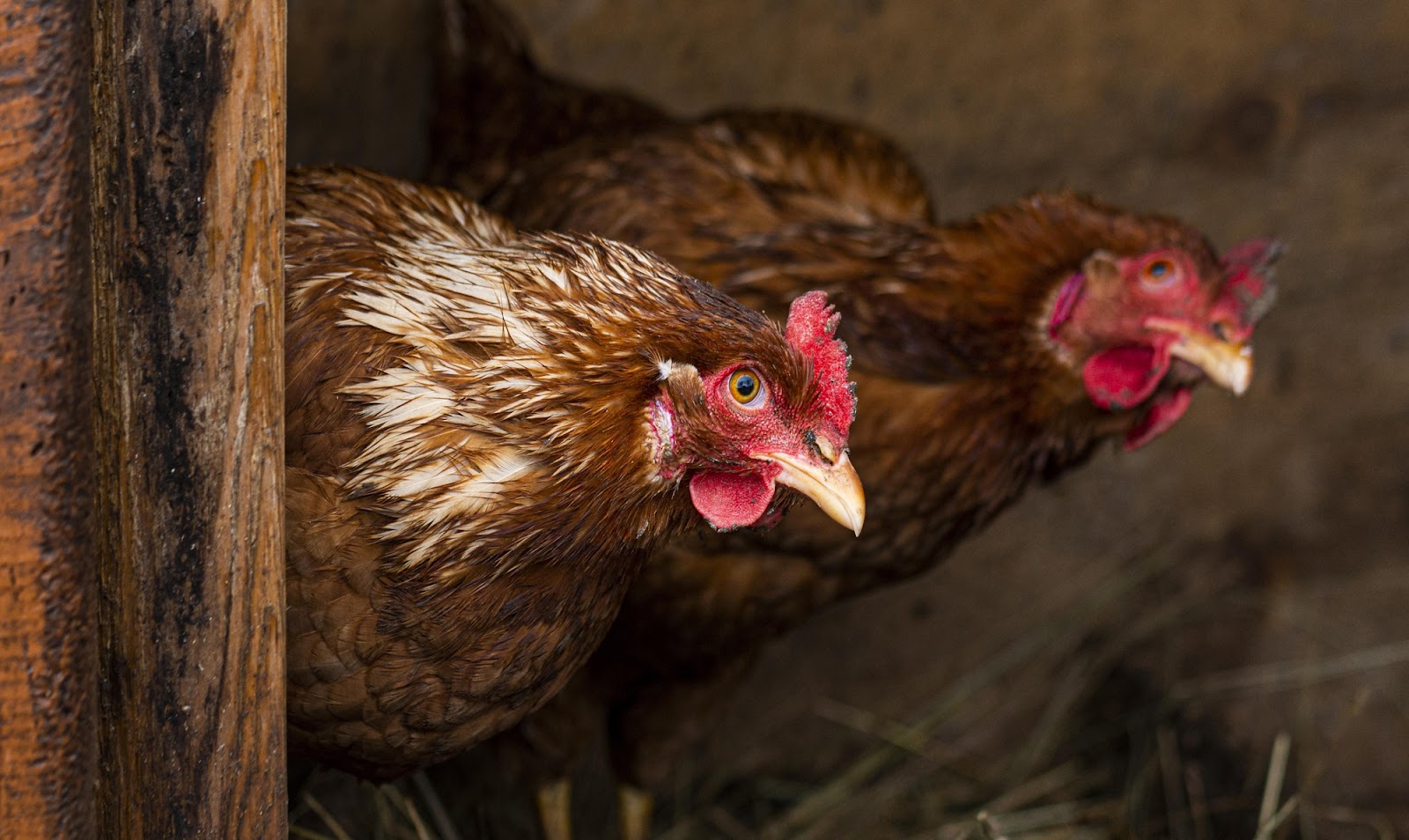 two hens peeking from a wood surface