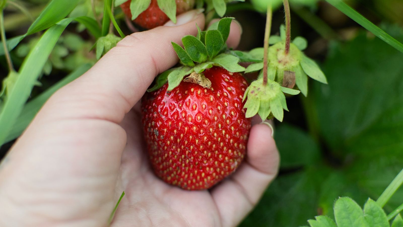 A shot of a person's hand harvesting a large fruit
