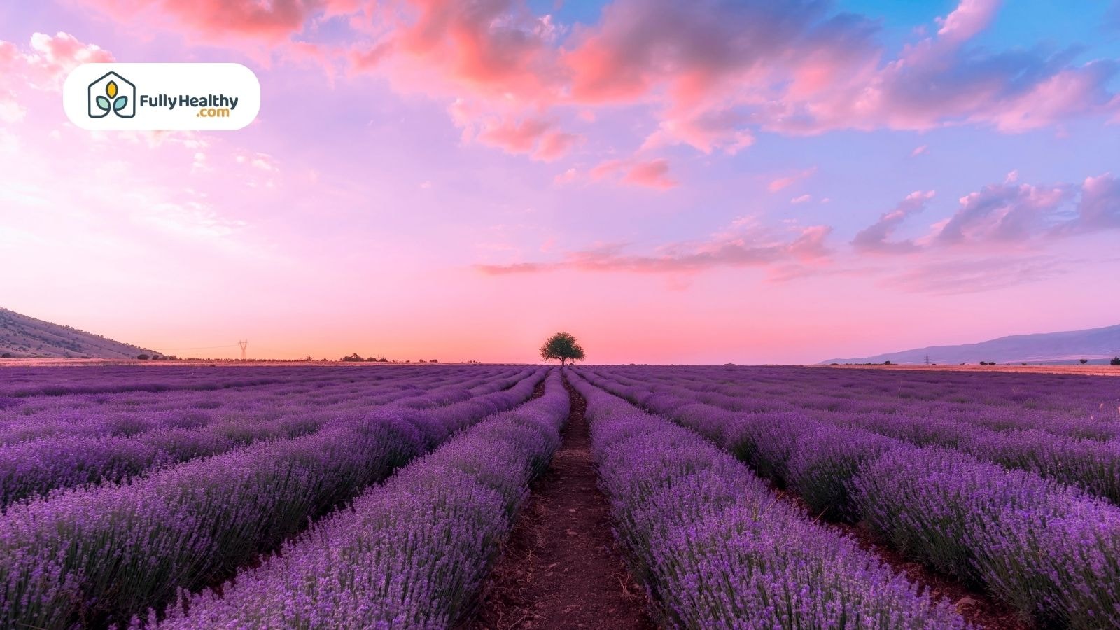 Wide lavender field at sunset with pink and blue sky