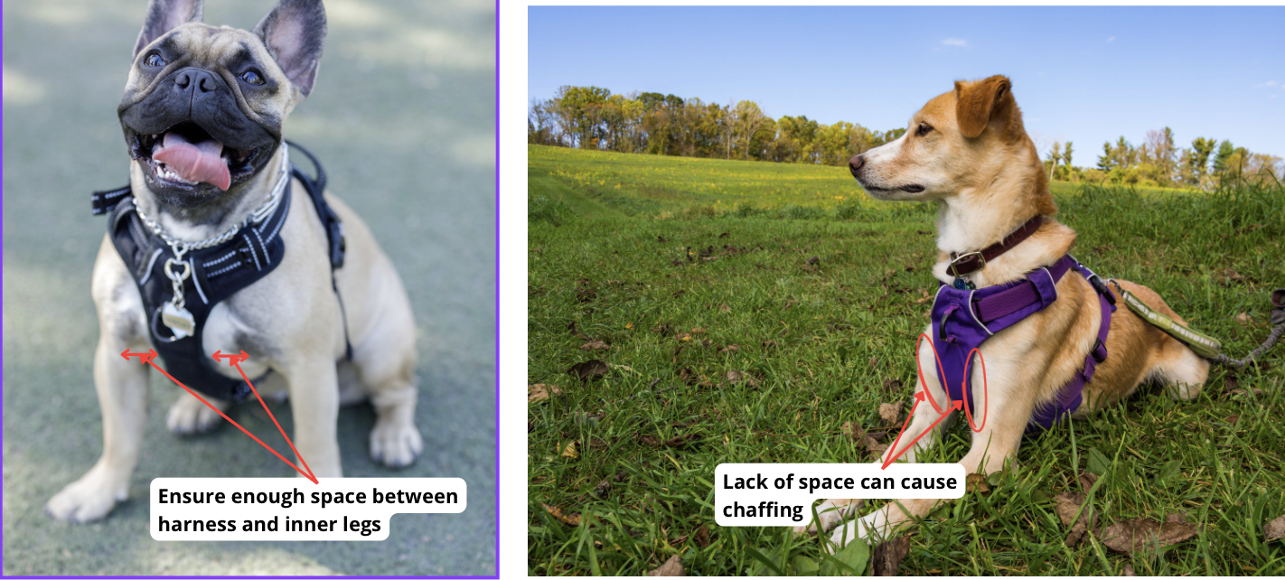 One dog harness example with sufficient space between harness and inner forelegs.
Second example is a negative example (insufficient space)