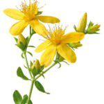 Hypericum flower