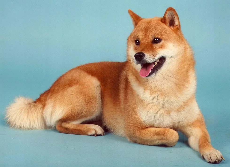 Best Guard Dogs for Apartment: A Shiba Inu lying attentively with a light blue background