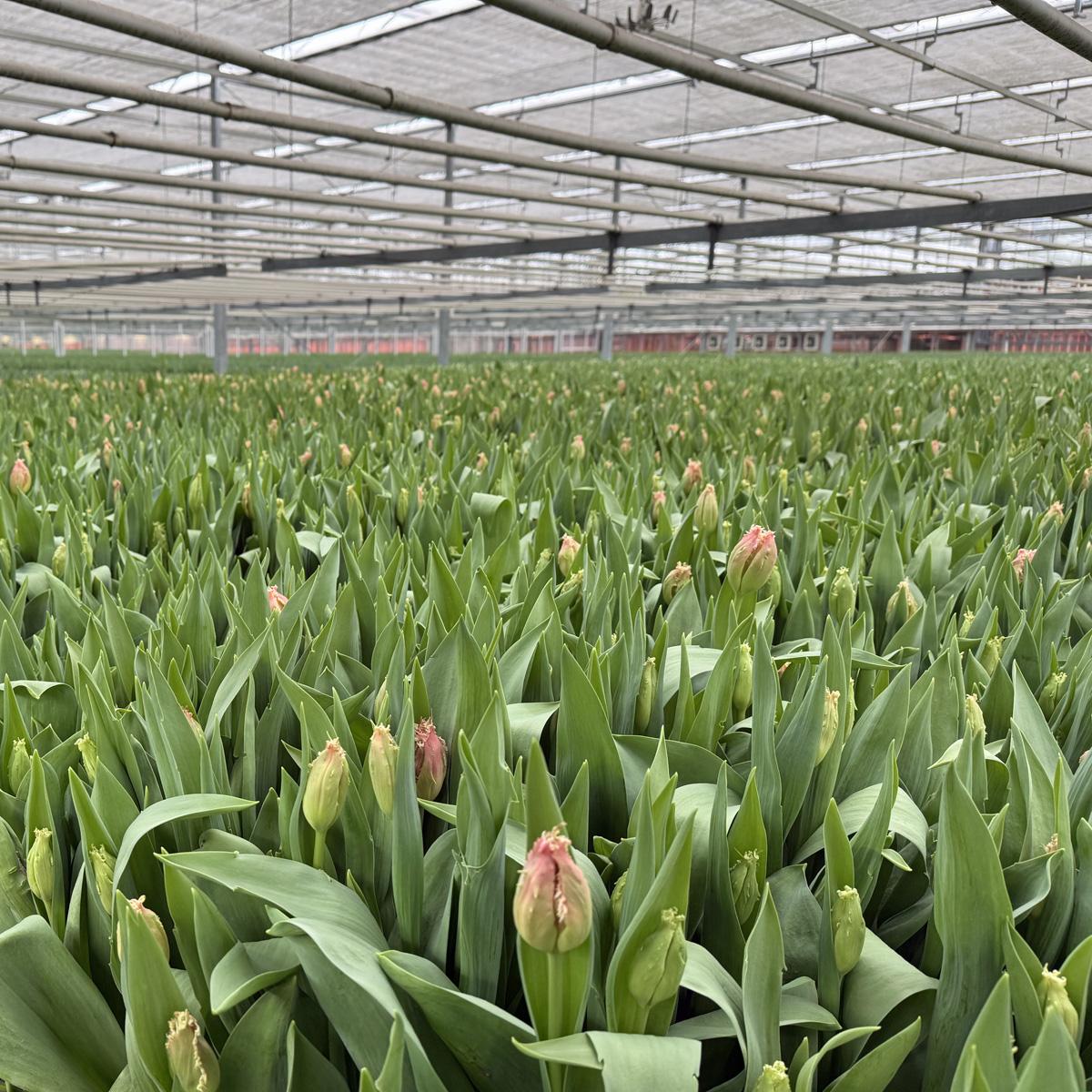 Afbeelding met gras, plant, buitenshuis, Zaadplant

Automatisch gegenereerde beschrijving