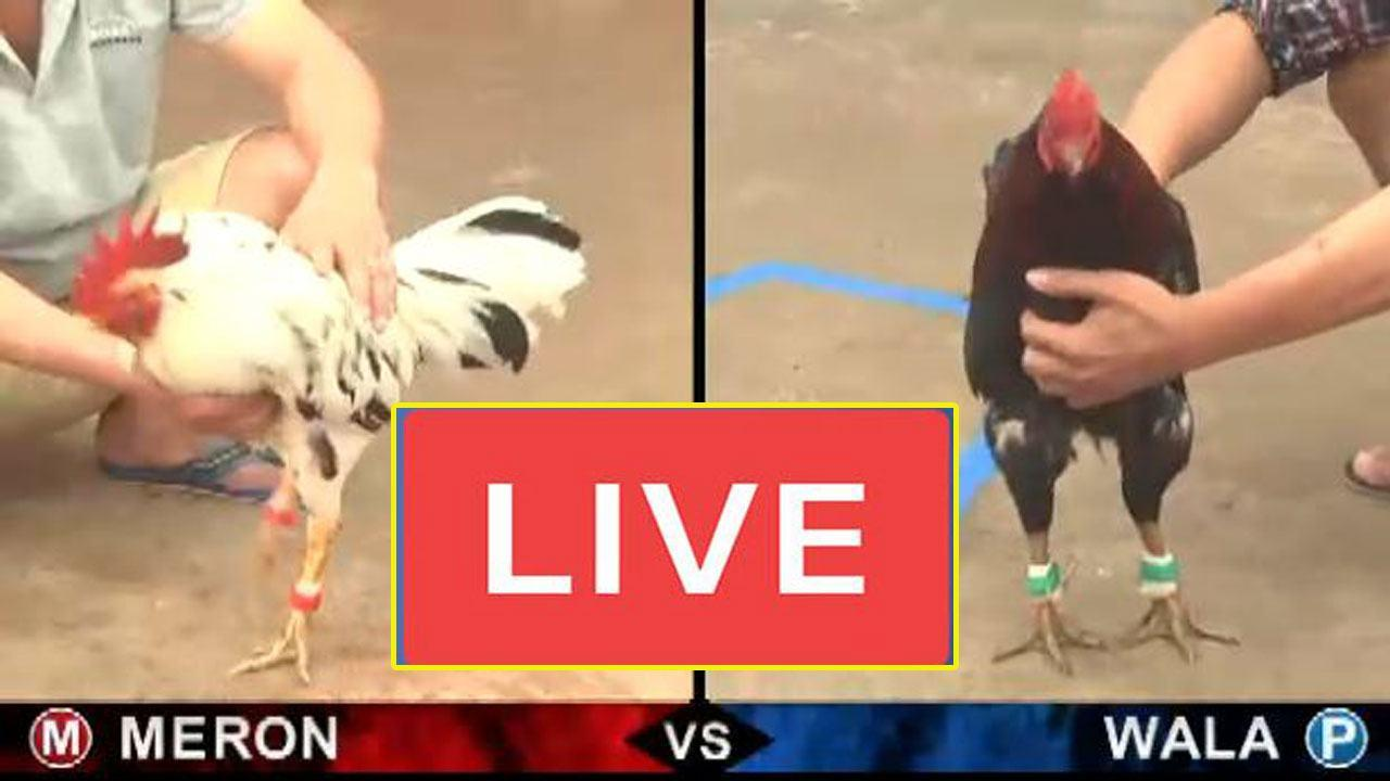 Đá gà SV579: Kênh xem chuẩn, không giật lag, full HD