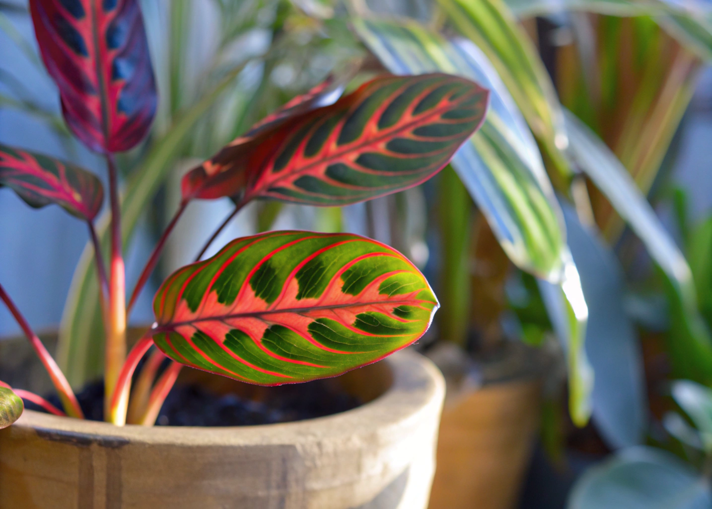 Maranta pavão com folhas detalhadas em vaso rústico em uma varanda tropical.