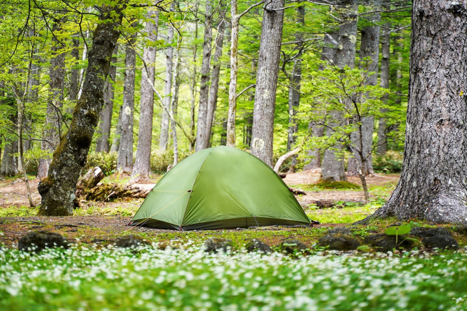 Tienda de campaña en un bosque al aire libre