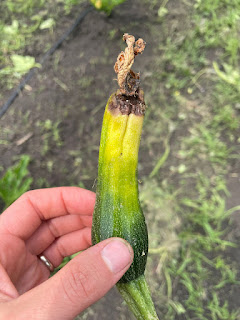 hand holding a short zucchini. The blossom end of the zucchini is yellow and squishy.
