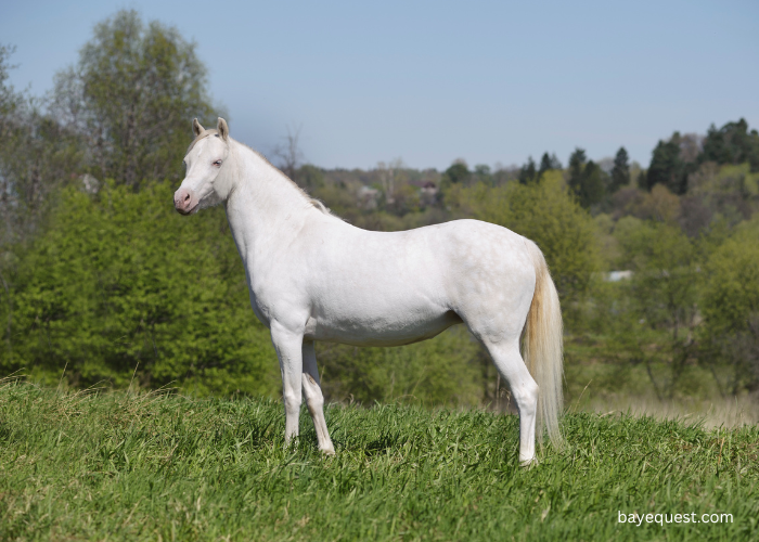 What is a Cremello Horse