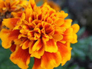 Marigold: - Potting - Season - in - the - Hills - and  Plains, - Compost, - Propagation, - Diseases, - and - Treatment