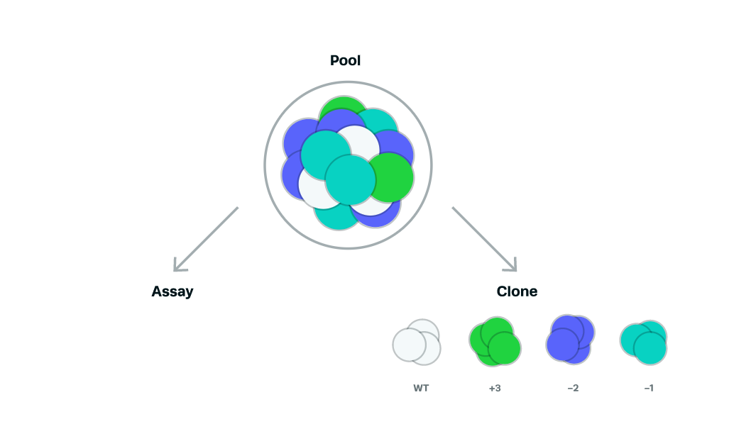 CRISPR KO cell pool graphic