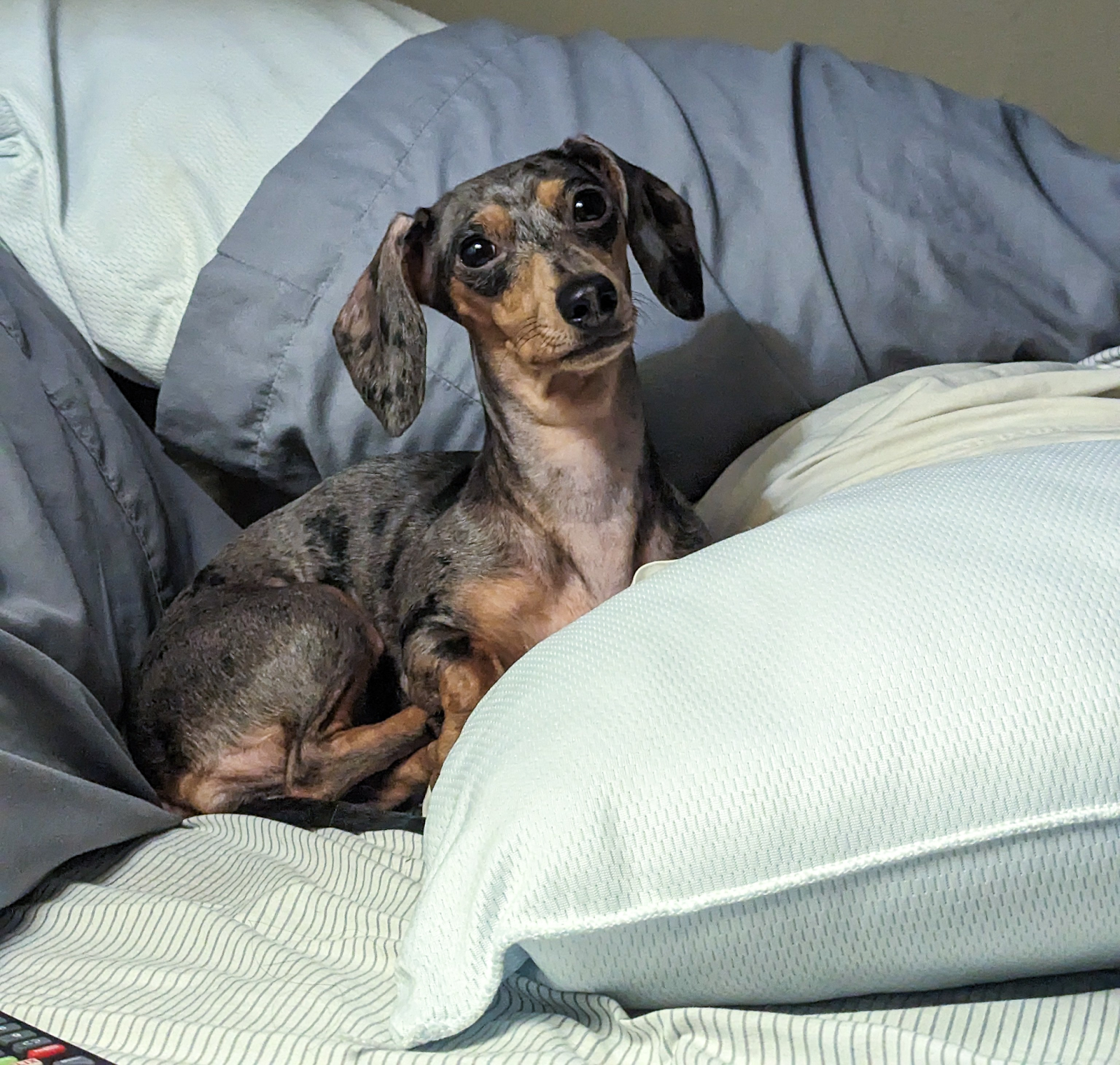 Best Guard Dogs for Apartment: A Dachshund sits upright on a comfortable beige couch, surrounded by soft pillows with subtle patterns. The dog’s alert expression and forward-facing posture capture its attentive nature, making it a great example of a companion that offers both security and affection. This image highlights the suitability of small but vigilant breeds, such as Dachshund, as some of the best guard dogs for apartment living.