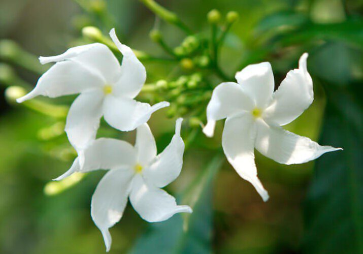 Star Jasmine