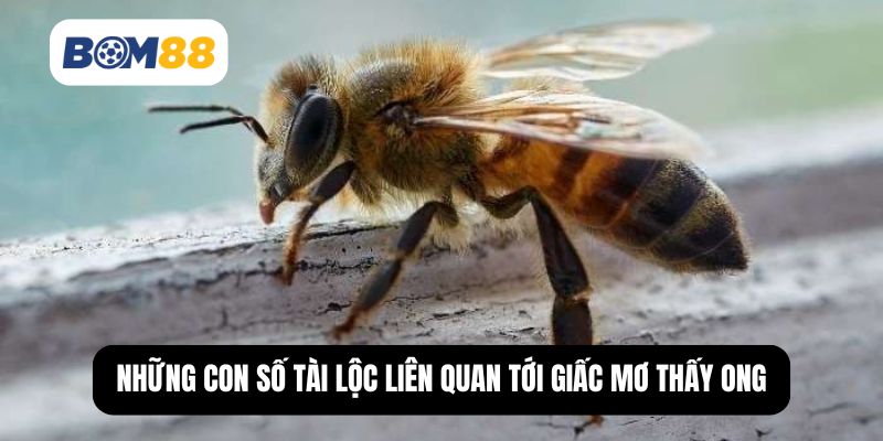 Những con số tài lộc liên quan tới giấc mơ thấy ong