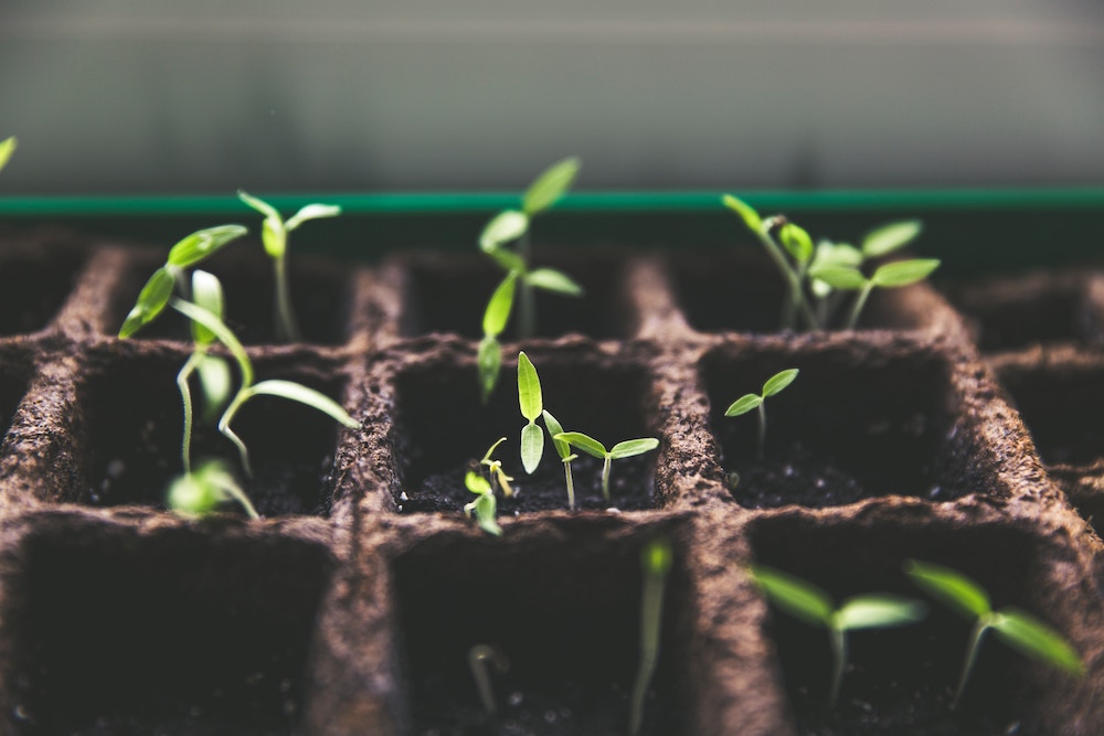 Saplings growing, illustrating the concept of growing an animal sanctuary