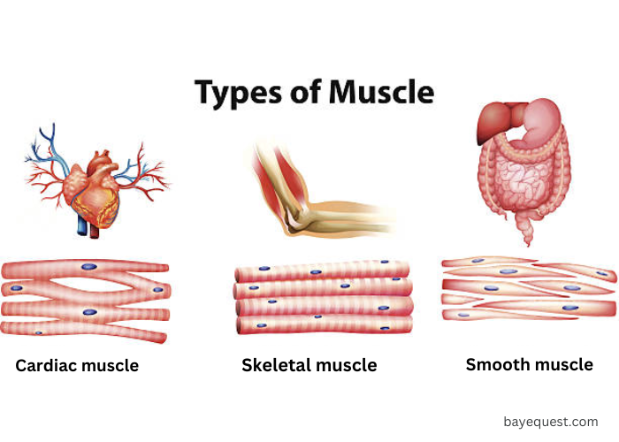 Horse Muscle Anatomy