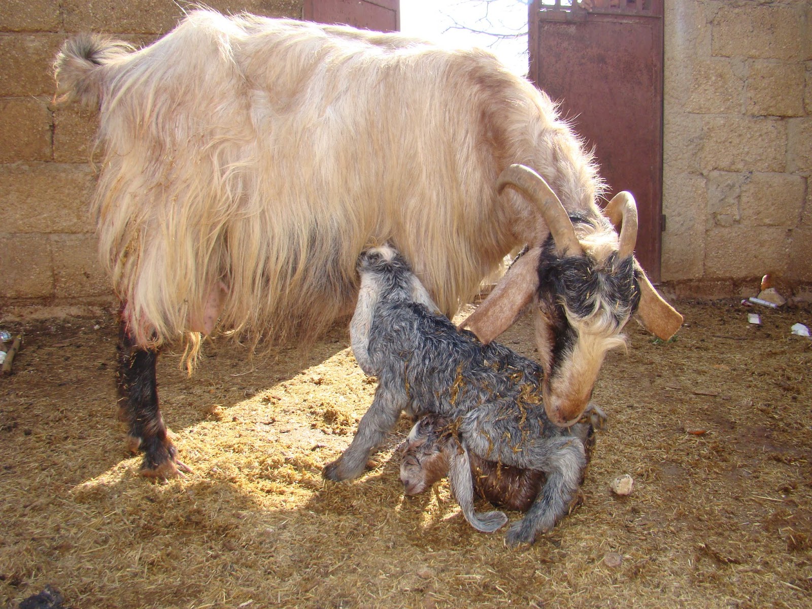 Post Partum goat and her kid