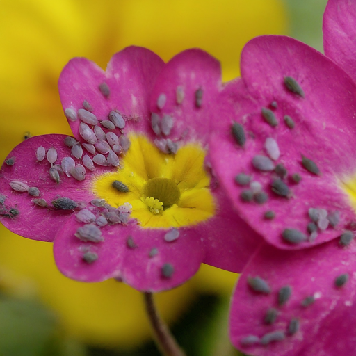 Troubleshooting Common Pink and Yellow Flower Problems