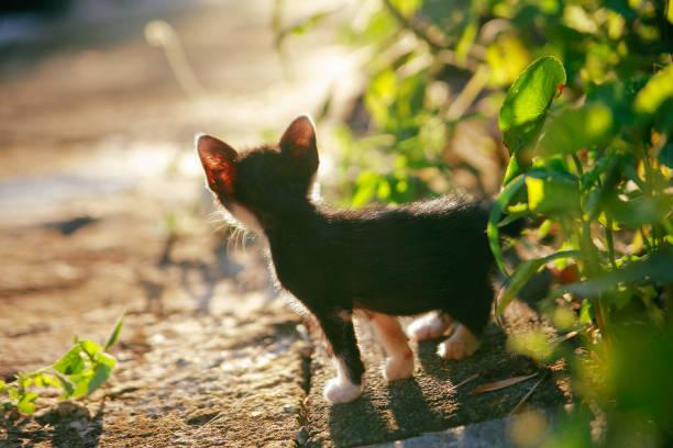 A small kitten standing on a path

Description automatically generated