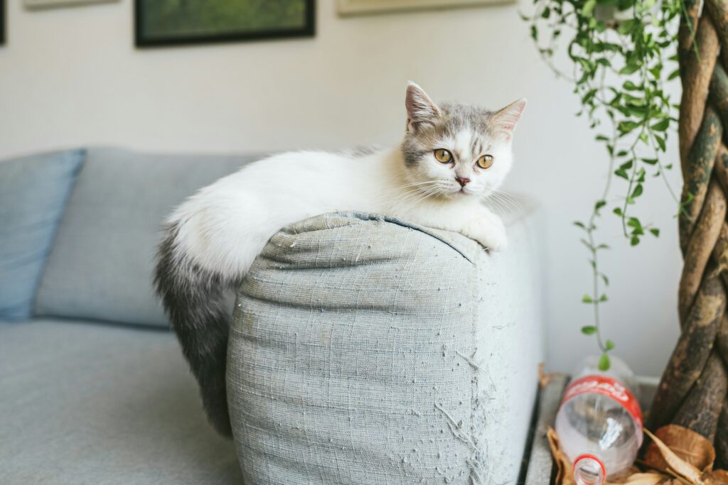 Cat on Sofa
