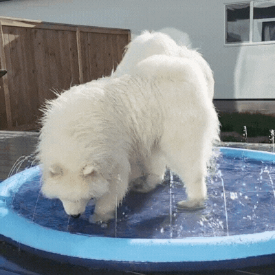 Doggy Splash Pad – 50% Off Sale