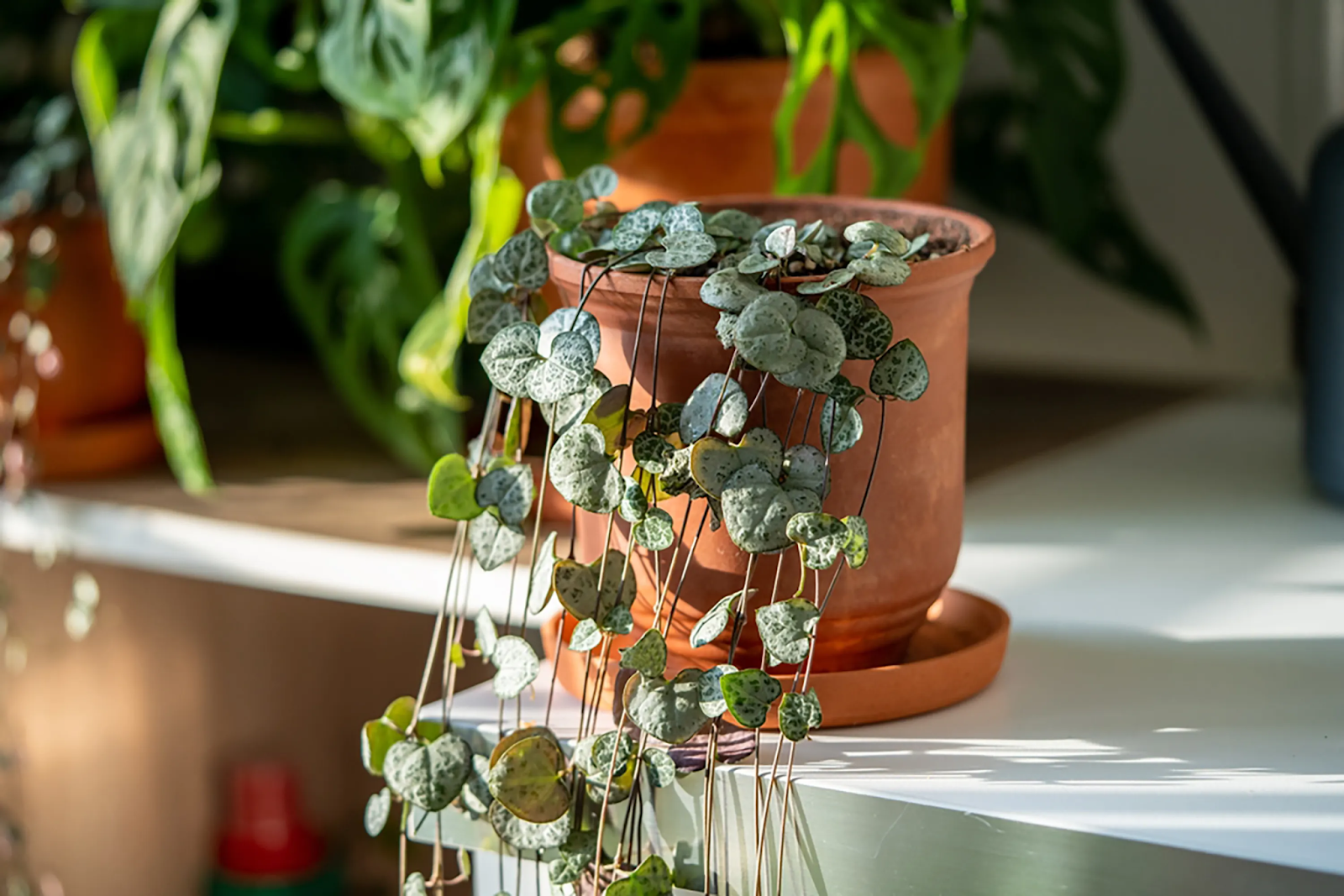 String of Hearts plant