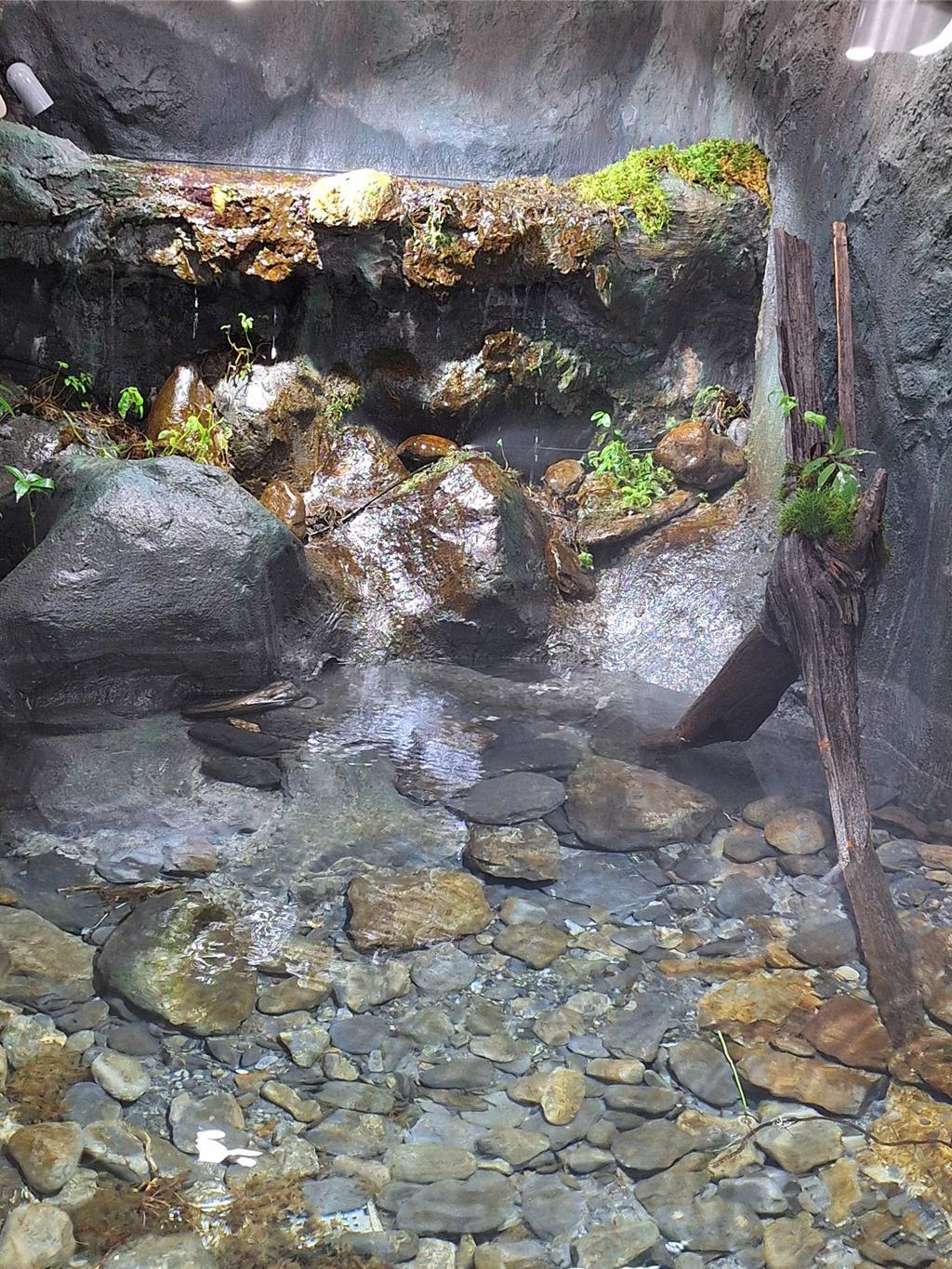 雪霸國家公園武陵櫻花鉤吻鮭生態中心展示館,已經整修完成,新的生態展示槽則以模擬七家灣溪自然溪流生態。(雪管處提供/謝明俊苗栗傳真)