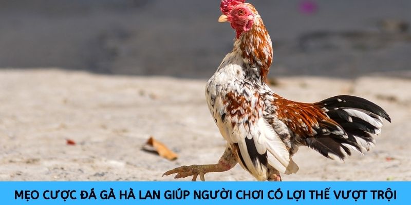 Mẹo cược Đá gà Hà Lan