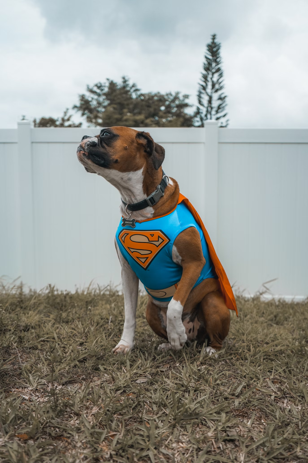 Estos disfraces de Halloween para perro son lo más cute que hemos visto - AD_4nXeaNtKu9jLeyCep-3RUQO4U5DdUh7tWMc9_4KN-3TeUA7Pn4PYtQiftCX4Siaik1LYgJbIromMU_U9V8ktLnJsVfH23qoFWQr_oL6rnJwsnXT9Pcu2vYsUv4NGms5NEpHylVnYxGUCkZM3perePFaSc_OGQ?key=fjgyxD8C_MTRoTiX6XHfMw