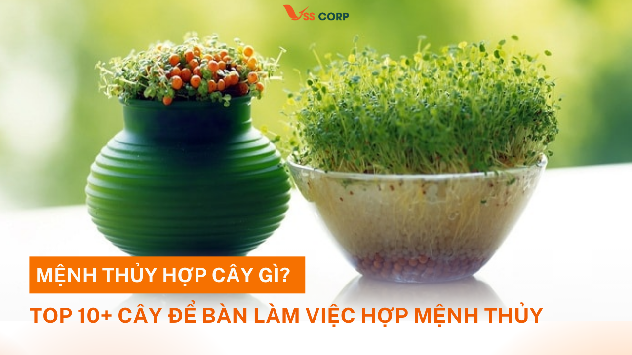 Khám phá top 10 cây để bàn làm việc hợp mệnh Thủy 