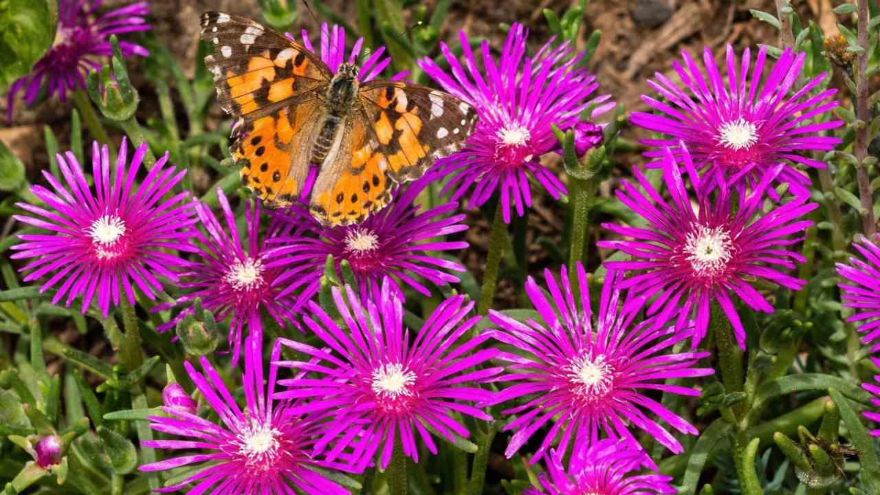 Ice Plant Native Habitat and Adaptations