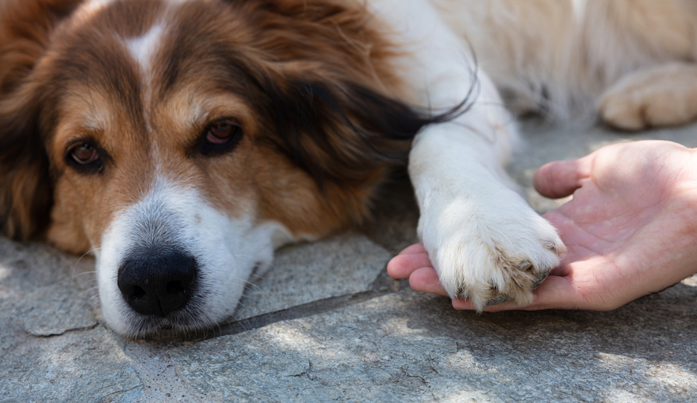 A dog lying on the ground, holding its paw in a human’s hand.