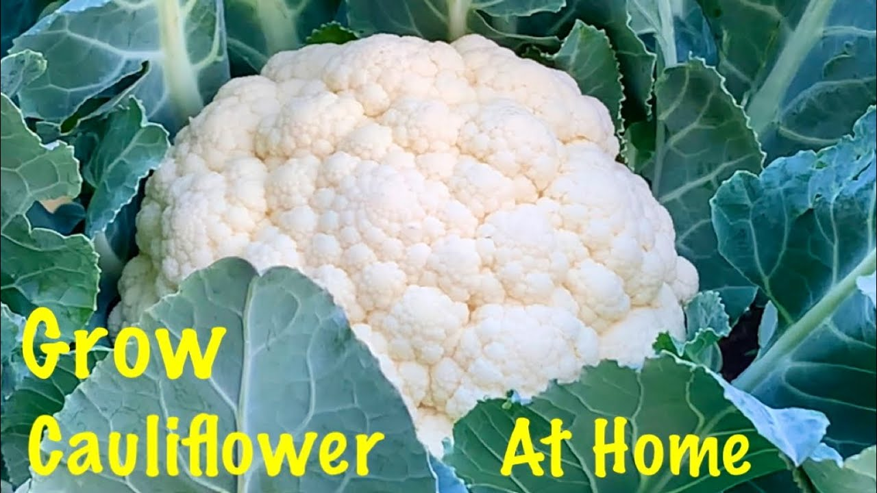 Grow Cauliflower at Home