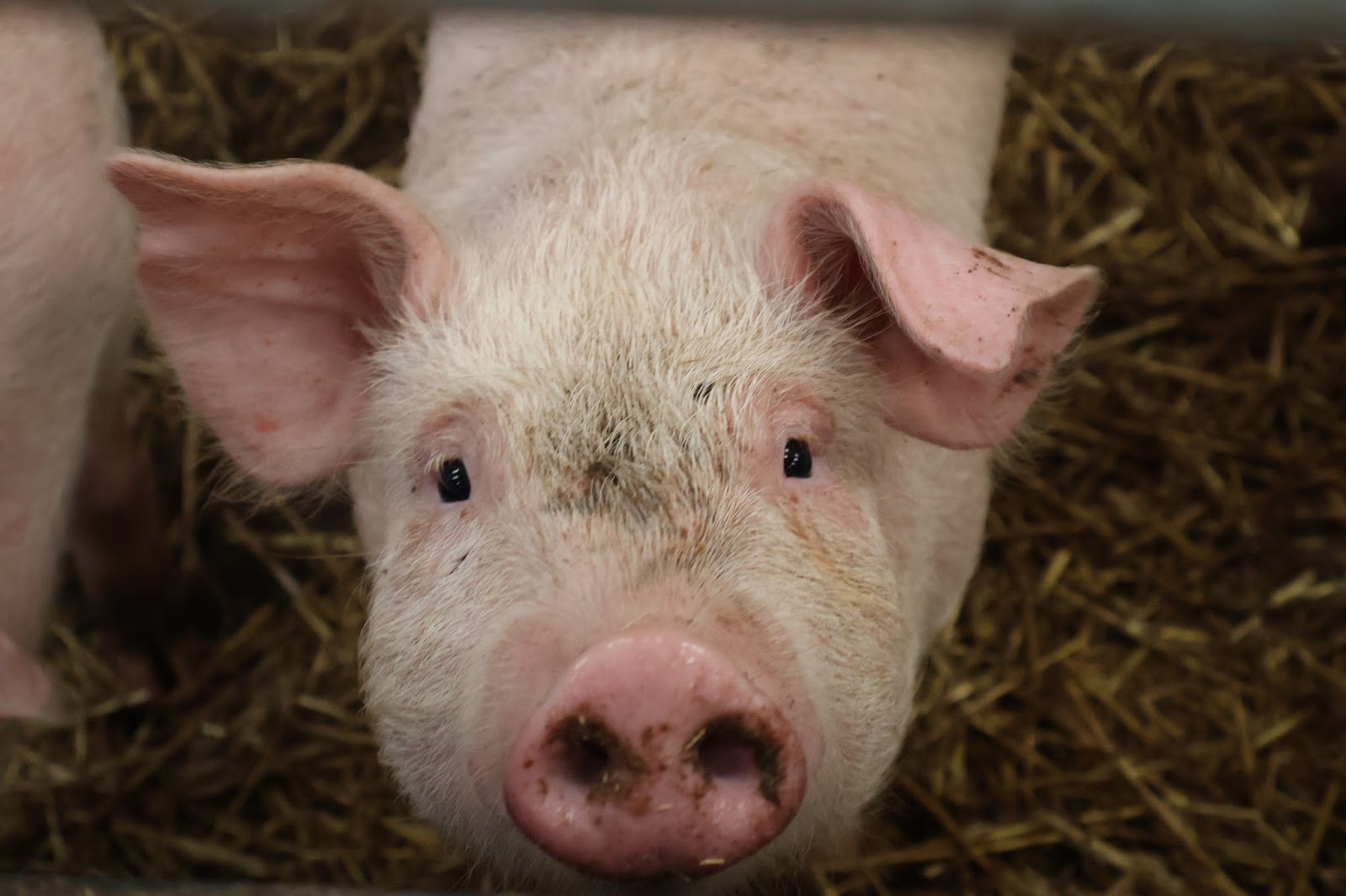 pig