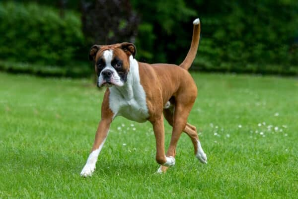 Best Guard Dogs for Apartment: How to Choose the Right Breed