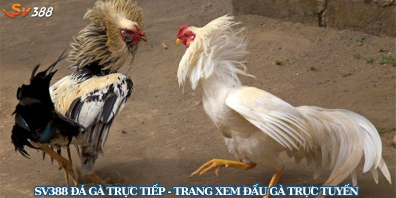 Sv388 đá gà trực tiếp - Trang xem đấu gà trực tuyến chất lượng