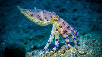 Blue-ringed octopus, one of the most toxic animals on Earth, bites teen  after hiding in shell | Live Science