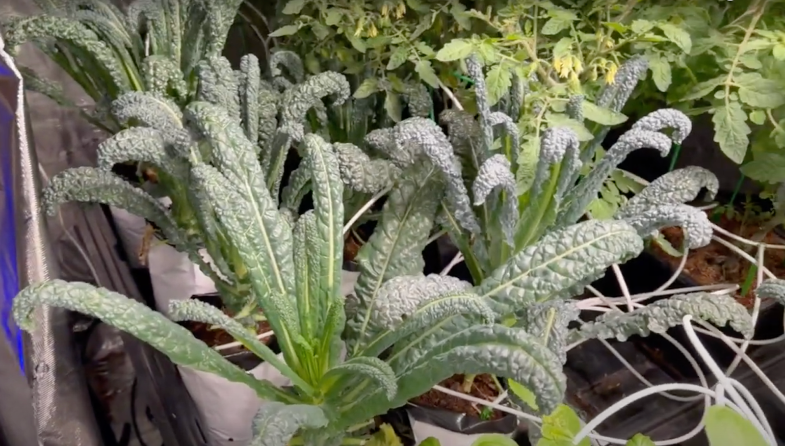 epic indoor kale