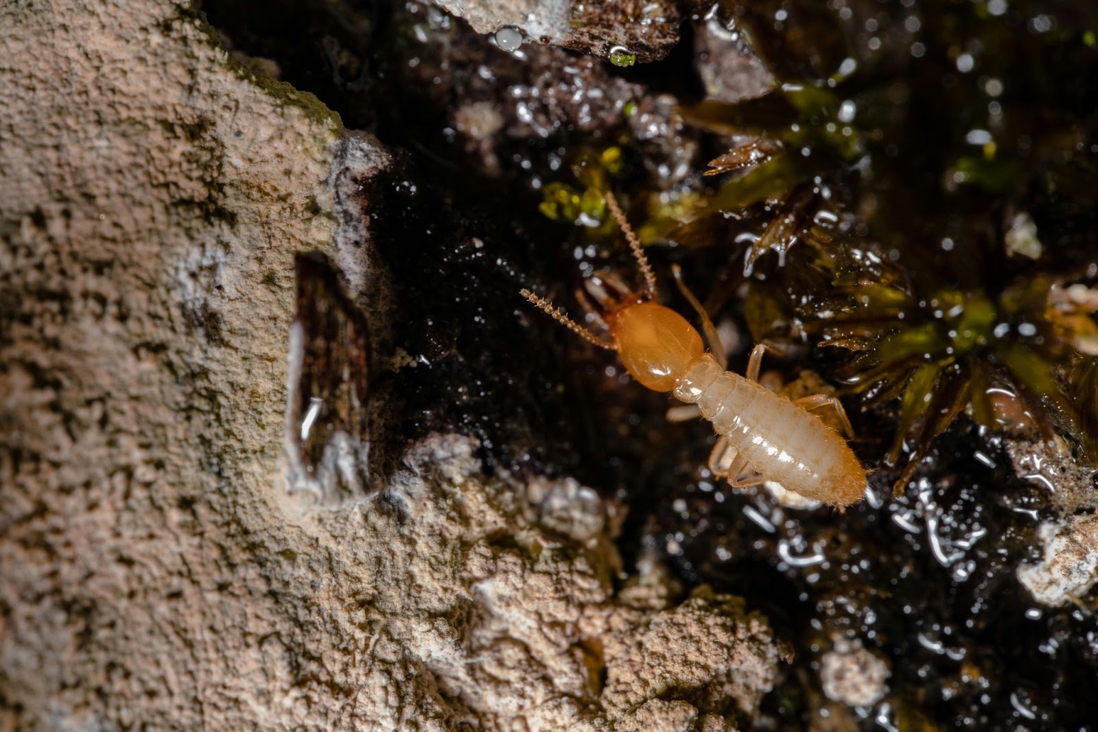 Signs of infestation on damp ground found during commercial termite inspection