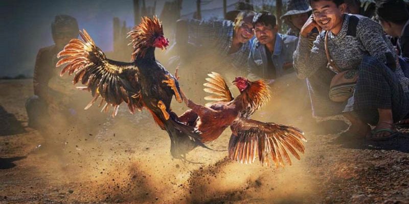 Luật chơi đá gà có yêu cầu về độ tuổi của gà