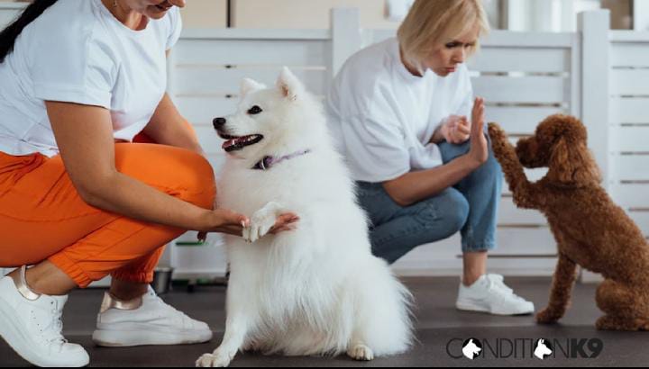 Condition K-9 Your Phoenix Premier Dog Training for Obedience Behavior and Beyond