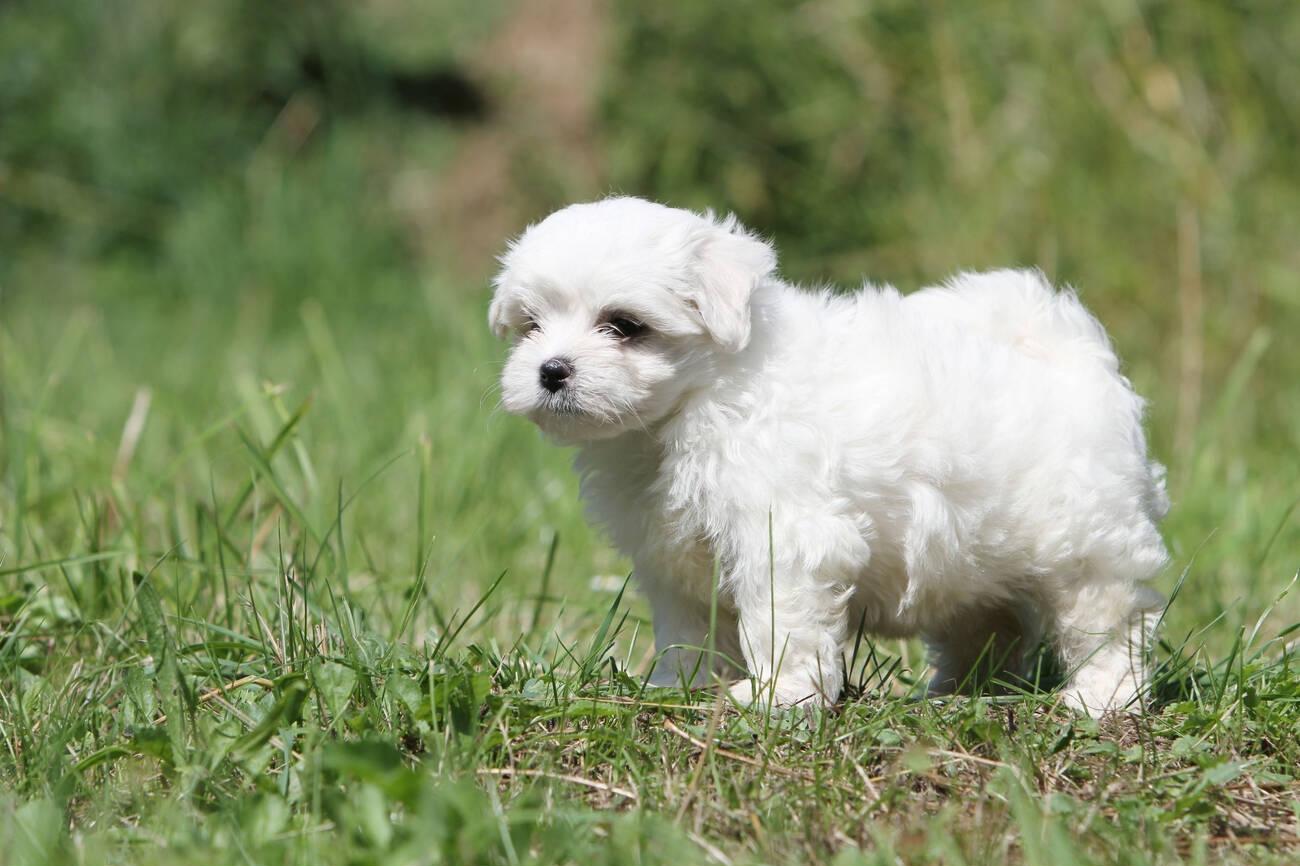 Maltese