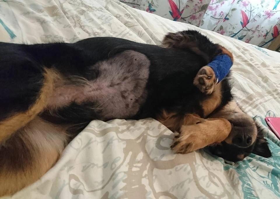 rico a black and tan dog lying on the bed recovering from pancreatitis