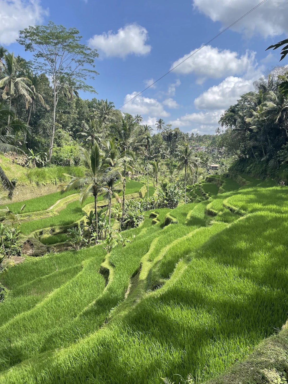 lush green rice terrace in bali 