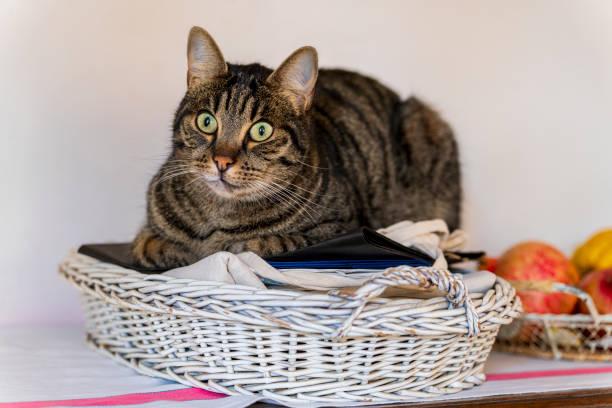 A cat sitting on a basket

Description automatically generated