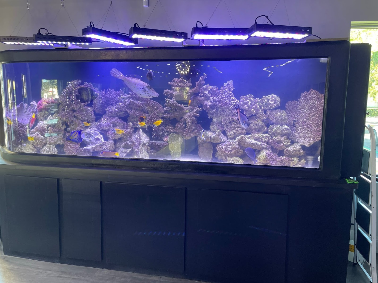 Aquarium Lighting